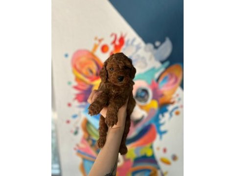 Türkiye geneli 81 ile gönderim toy poodle