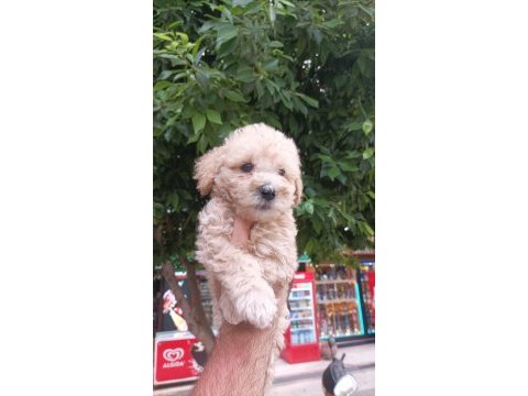 Toy poodle ayarında maltipoo bebekler