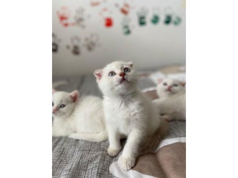 Yeni doğan yavrularımız yuvasını arıyor scottish fold