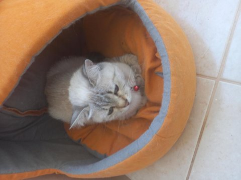 Scottish fold kedimizi sahiplendirmek