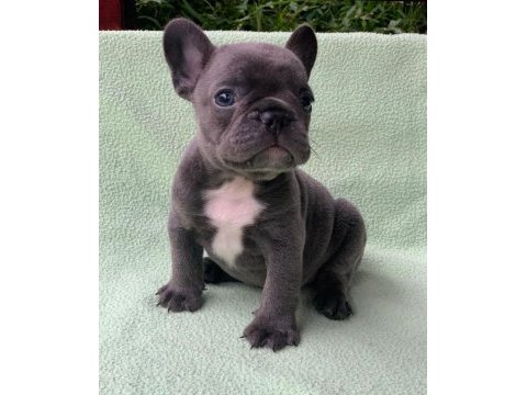 French bulldog yavruları