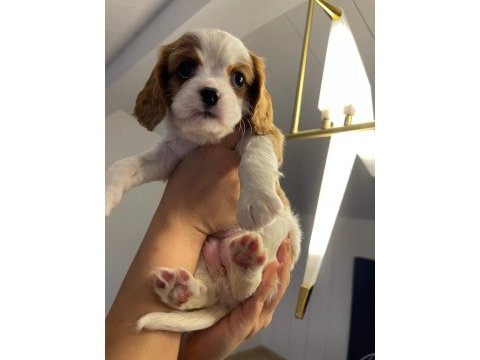 Evde en bakılabilecek ırk cavalier king charles