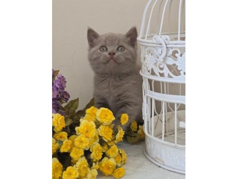 British shorthair bebekler