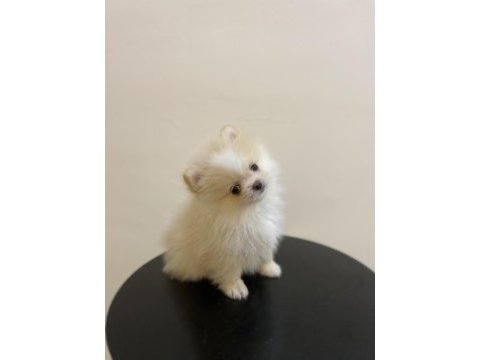 Erkek dişi pomeranian yavrular