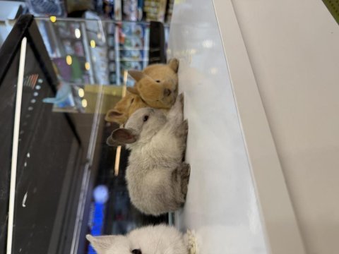 Hollanda cüce tavşan yavruları citypetshop