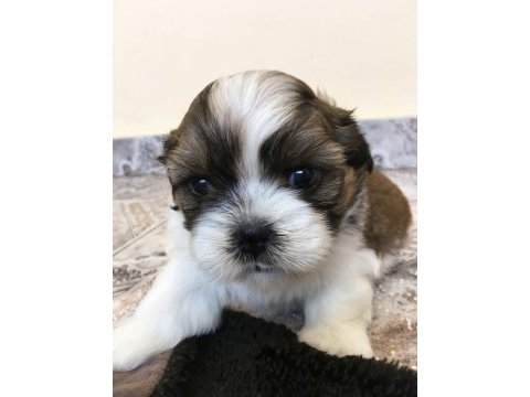 Dişi erkek shih tzu yavrularımız