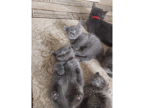 British shorthair yavrularım