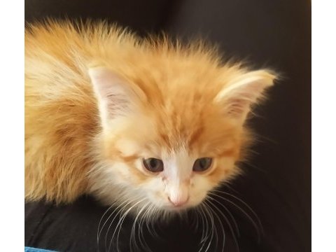 Sarman kedi yavru ücretsiz sahiplendirme