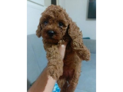 Sağlıklı poodle yavrular