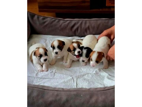 Şecereli jack russell yavrular