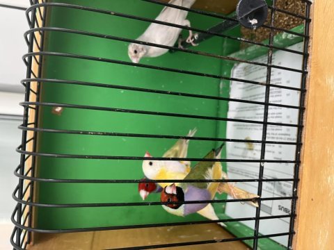 Goldian finch hazır takım