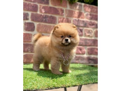 Türkiyenin en küçük köpekleri pomeranian boo