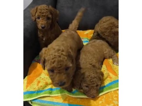 Toy poodle bebeğimiz mevcuttur