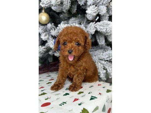 Toy poodle yavrularımız