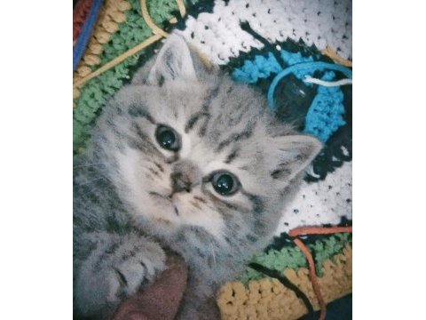 Daha tatlısı british shorthair yok 2 nisan doğumlu dişi