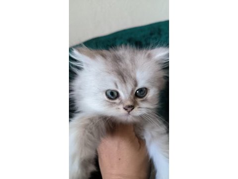 Bir buçuk aylık kedimiz