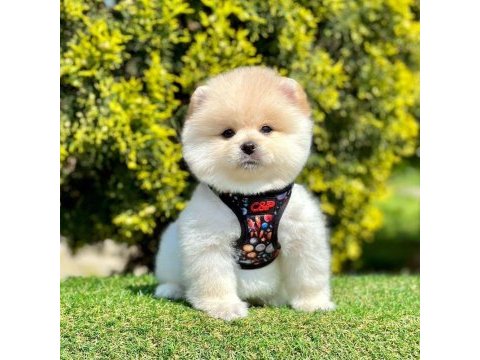 Sevimli pomeranian boo yavrularımız