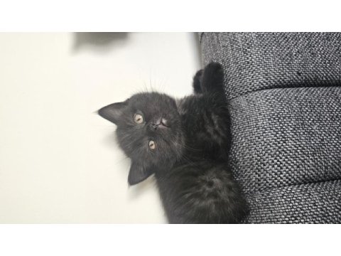 Sevimli british shorthair yavrular