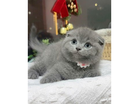 Top kafa scottish fold yavru