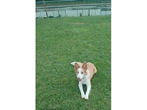 Eğitmenden full eğitimli 12 aylık dişi border collie