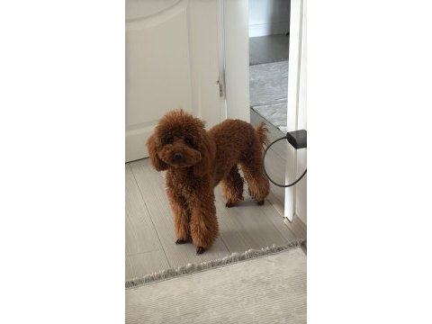 Dişi poodle köpeğimiz