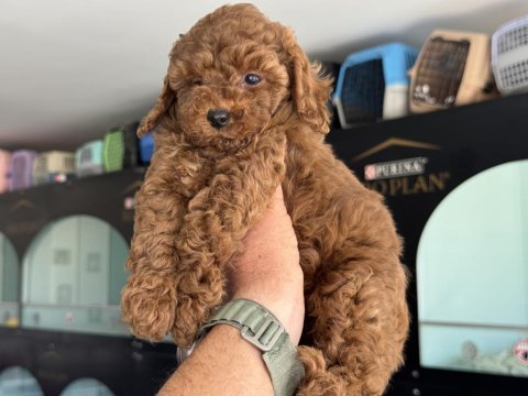 Ankaranın en seçkin kore toy poodle yavruları