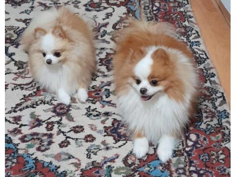 Secereli anne babadan show clas pomeranian yavrular