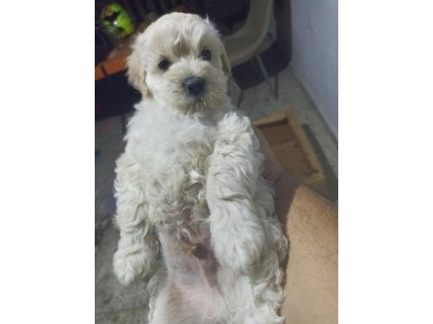 Uyguna terrier köpeğimiz