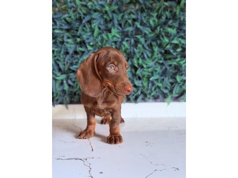 Dünyanın gözdesi ırk mini dachshund
