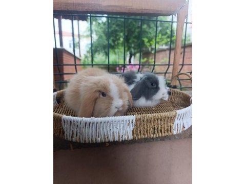 Hollanda teddy lop 1+1 takım tavşanlar