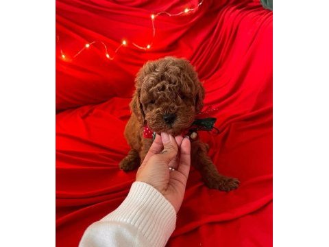 Safkan toy poodle bebekler