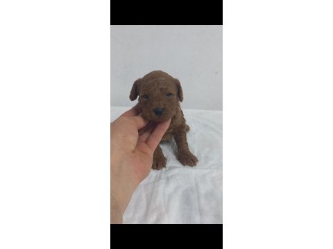 45 gunluk toy poodle yavrular