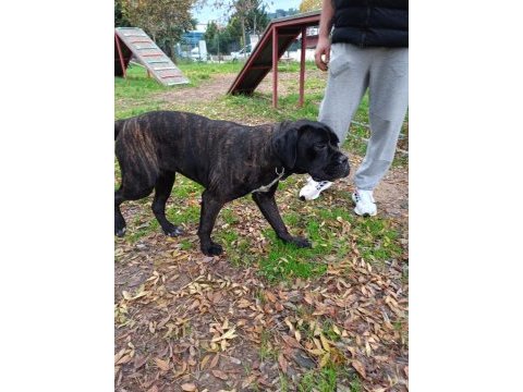 Safkan cane corso