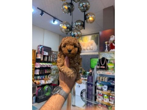 Toy poodle yavrular