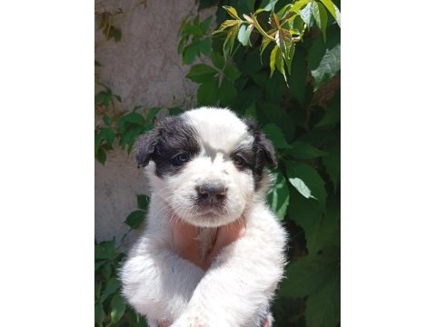 Teslime hazır border collie yavrular