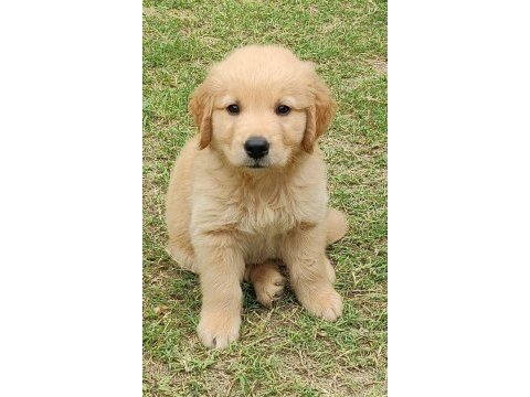 Bebek yüz golden retriever yavrular 2 aylık
