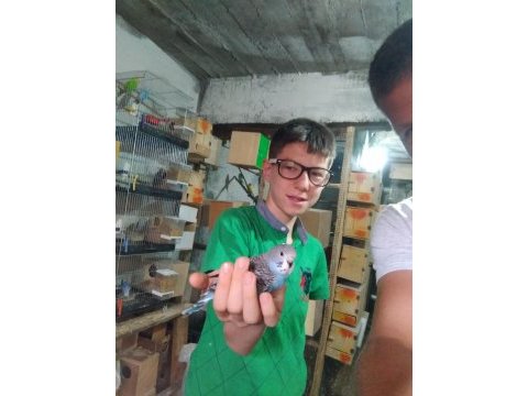 Konuşturmalık bebek muhabbet kuşlar