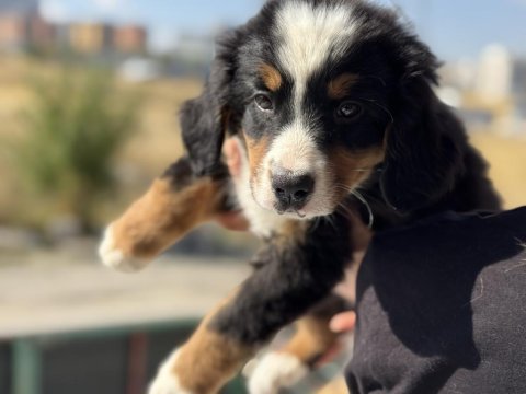 Petmode köpek çiftliğinde ziyarete açık bernese