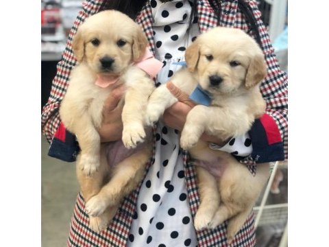 Irk garantili golden retriever yavruları