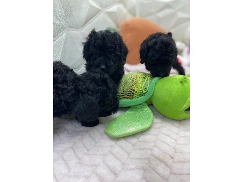2 aylık siyah inci poodle bebekler