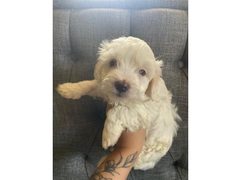 Maltese yavru köpekler