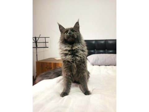 Blue smokin dişi maine coon yeleli 7 aylık