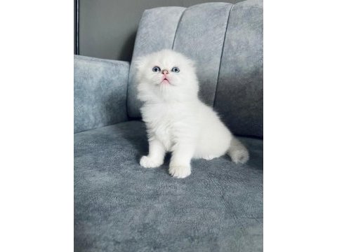 2 aylık dişi uzun tüylü scottish fold