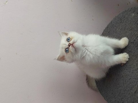 Isparta son 2 yavrum uygun puanla 1 dişi ve 1 erkek