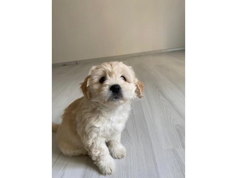 Sütten yeni kesildi dişi ve erkek morkie yavrularımız