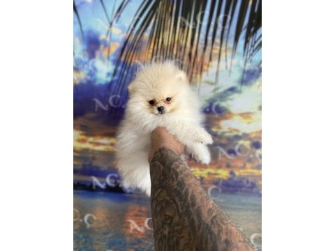 Irk sağlık garantili pomeranian
