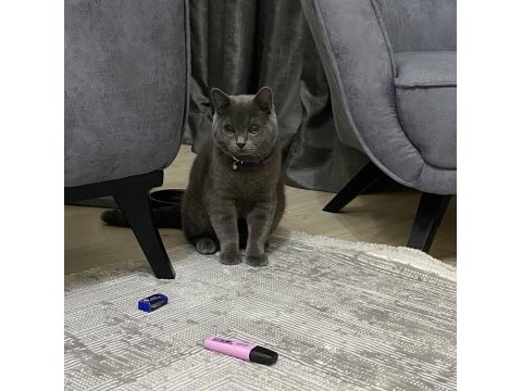 British shorthair kedimiz