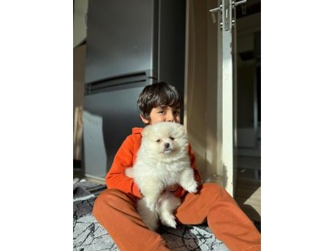Ayı surat pomeranian boo