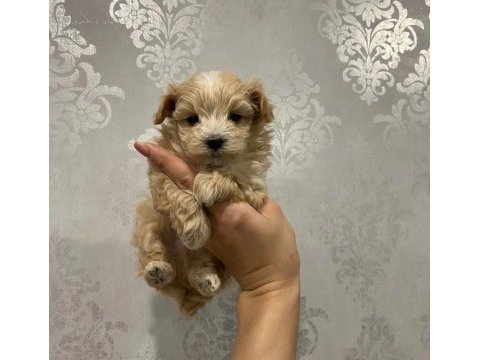 Baby face maltipoo yavruları