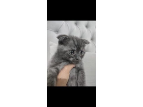 Scottish fold oğlumuza yuva arıyoruz